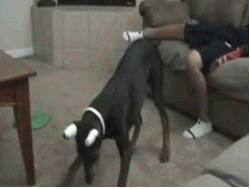 Dobermanas kanda į kiaušus Dobermanas kanda į kiaušus