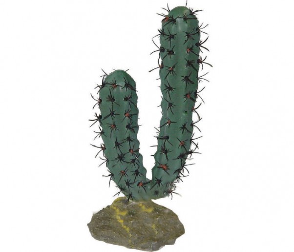 kaktusas
