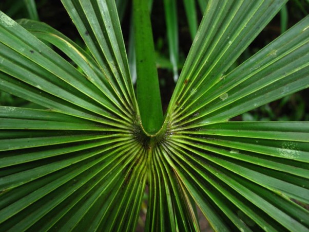 carludovica palmata