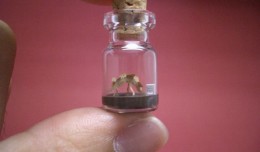 Miniatiūrinis pasaulis miniatiūriniame buteliuke